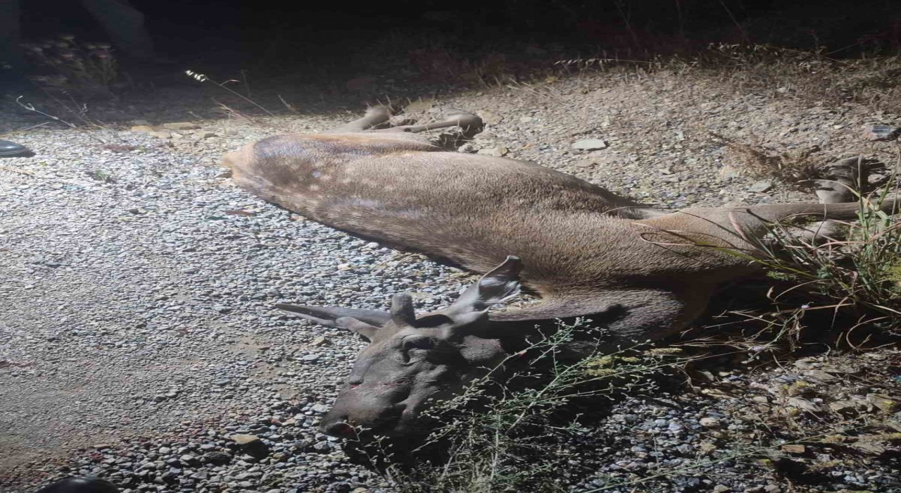Ormandan çıkan geyik, telef oldu