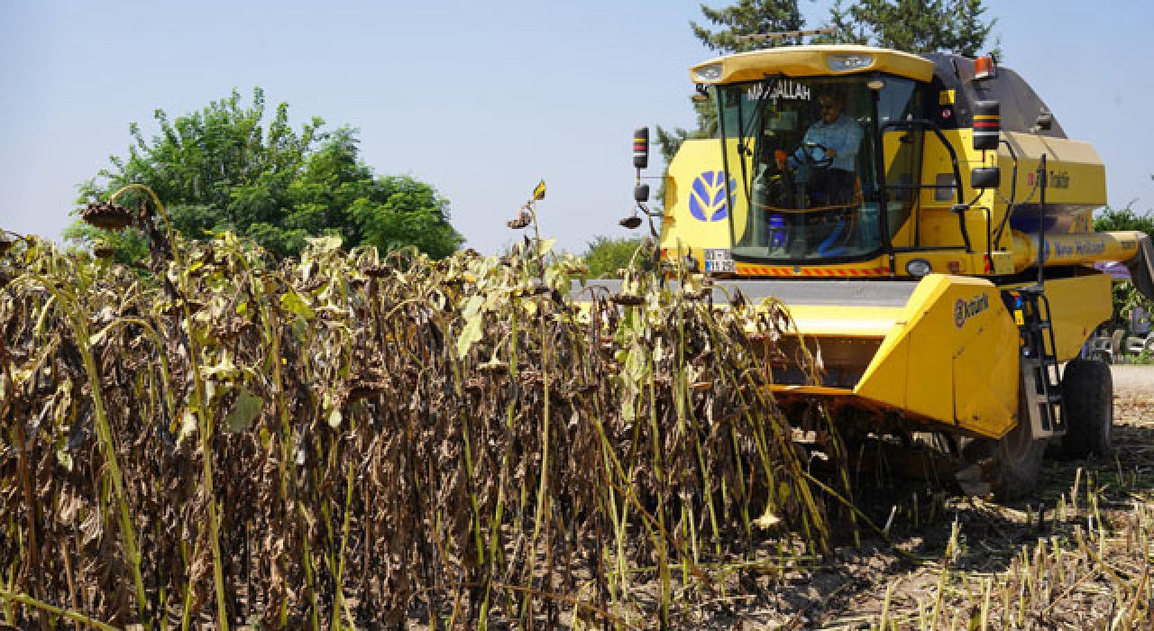 Osmaniye’de Ayçiçeği Hasadı Coşkuyla Başladı