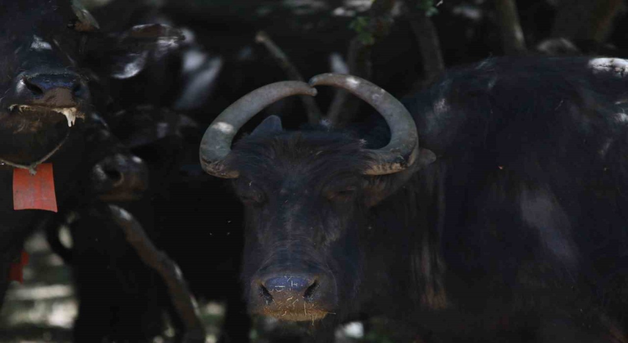 (ÖZEL) Boynuzları kalp şeklinde olan manda dikkat çekiyor