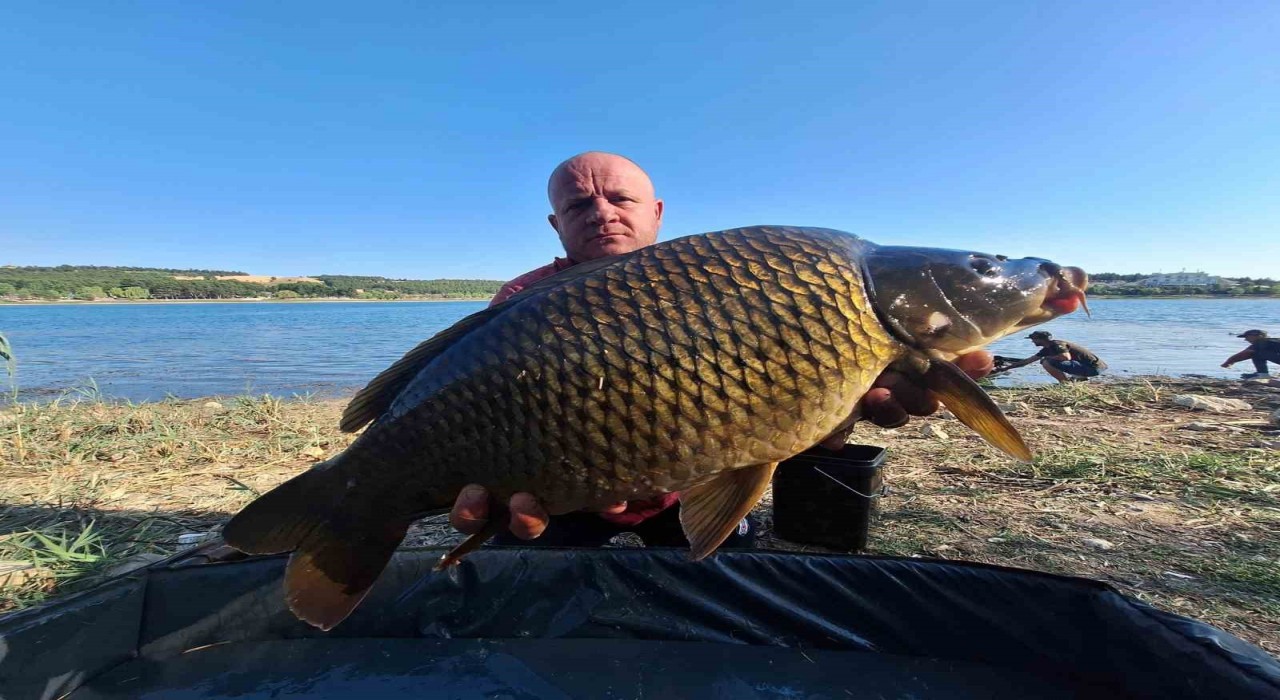 (ÖZEL) Yakalandıkları devasa sazanları yeniden suya bıraktılar