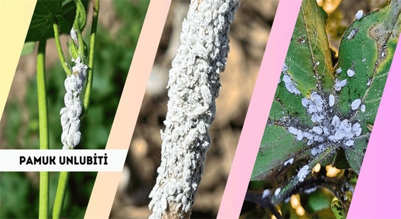 Pamuk üreticilerine unlu bit uyarısı