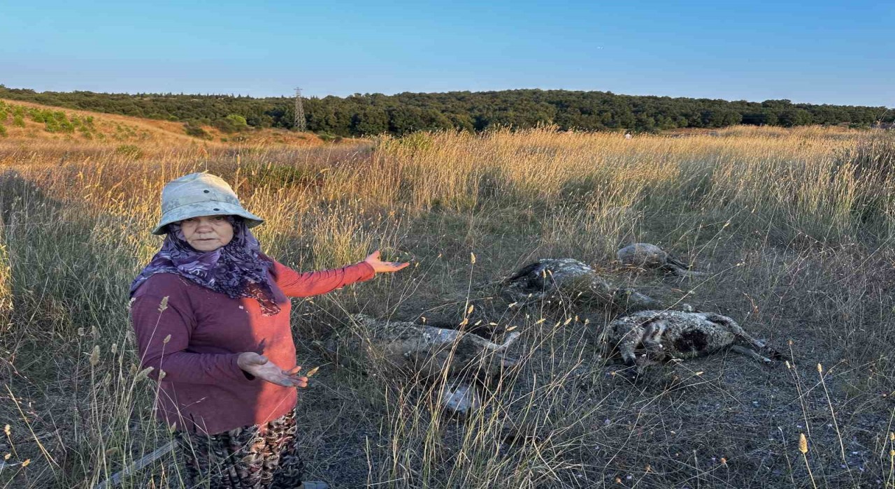 Pendikte sokak köpekleri ağıla girdi: 5 koyun telef oldu, 1 koyun yaralandı