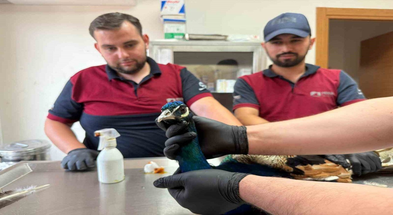 Pendikte tavus kuşu ve atmaca kurtarma operasyonu: Doğaya kavuşacaklar