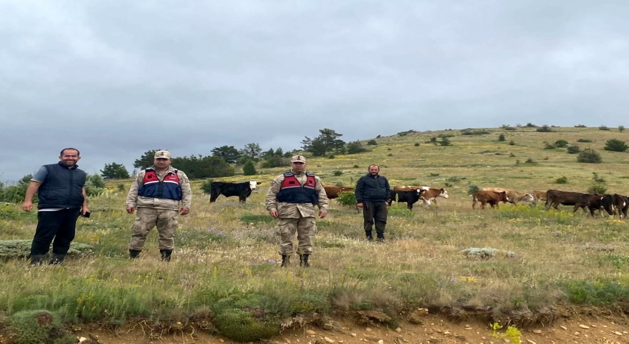 Refahiyede kaybolan 19 büyükbaş hayvan Giresun il sınırında bulundu