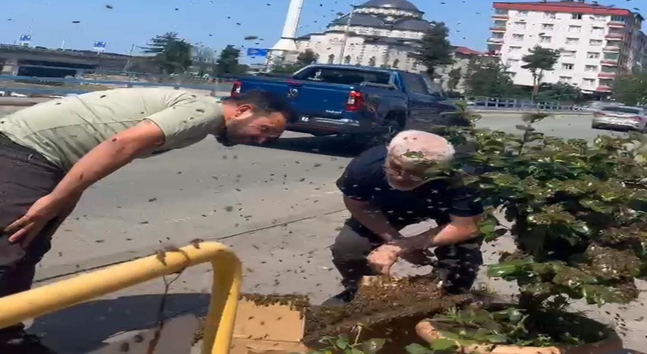Rizede arıların çiçek seferi