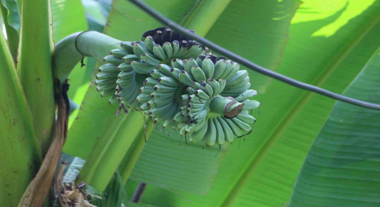 Rizelinin muz inadı