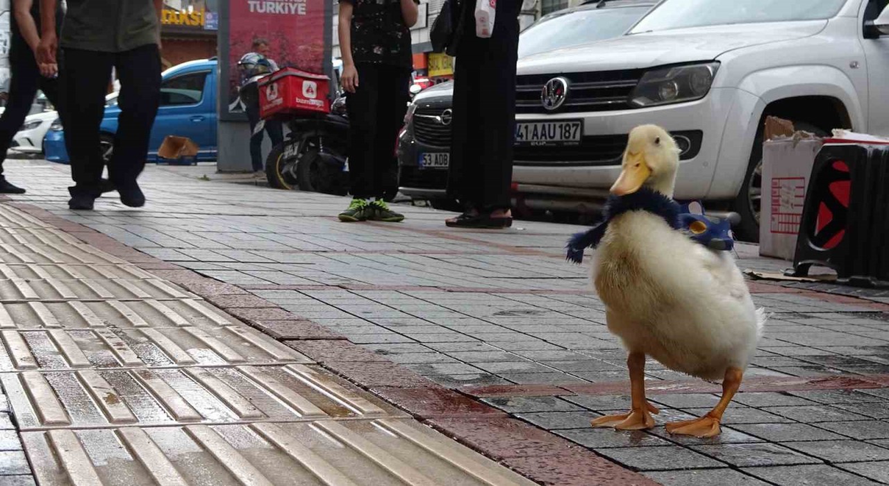 Rizenin caddelerinin maskotu oldu