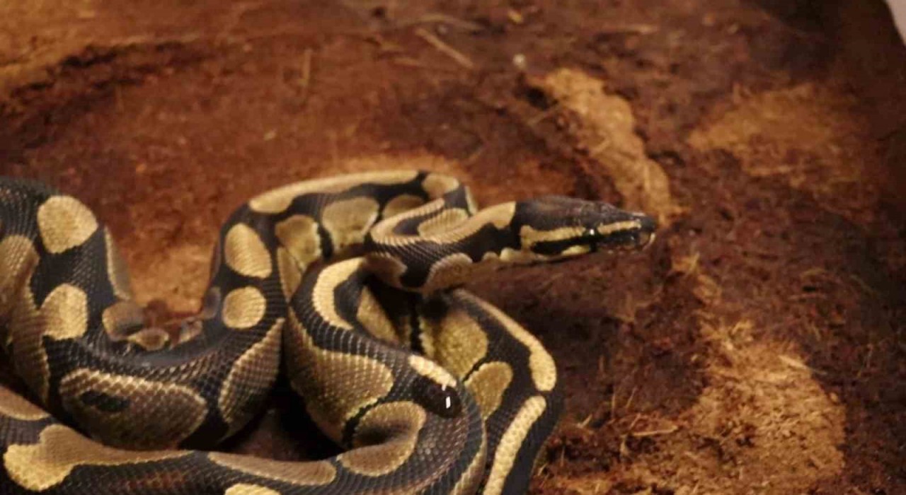 Sakaryada 6 ayda bin 220 şüpheli yakalandı, 141i tutuklandı