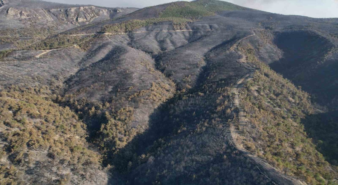 Sakaryada dumanlar dağıldı, yangının hasarı ortaya çıktı
