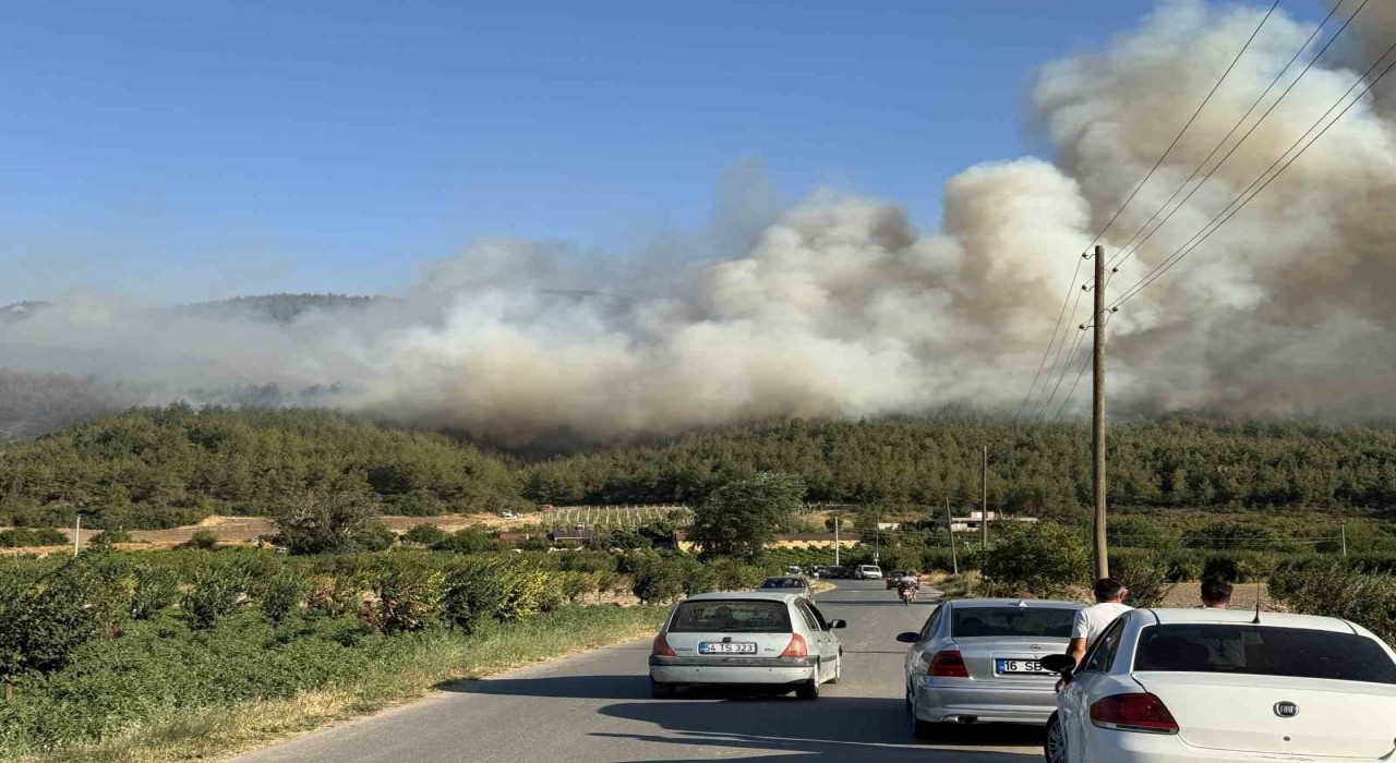 Sakaryada orman yangını