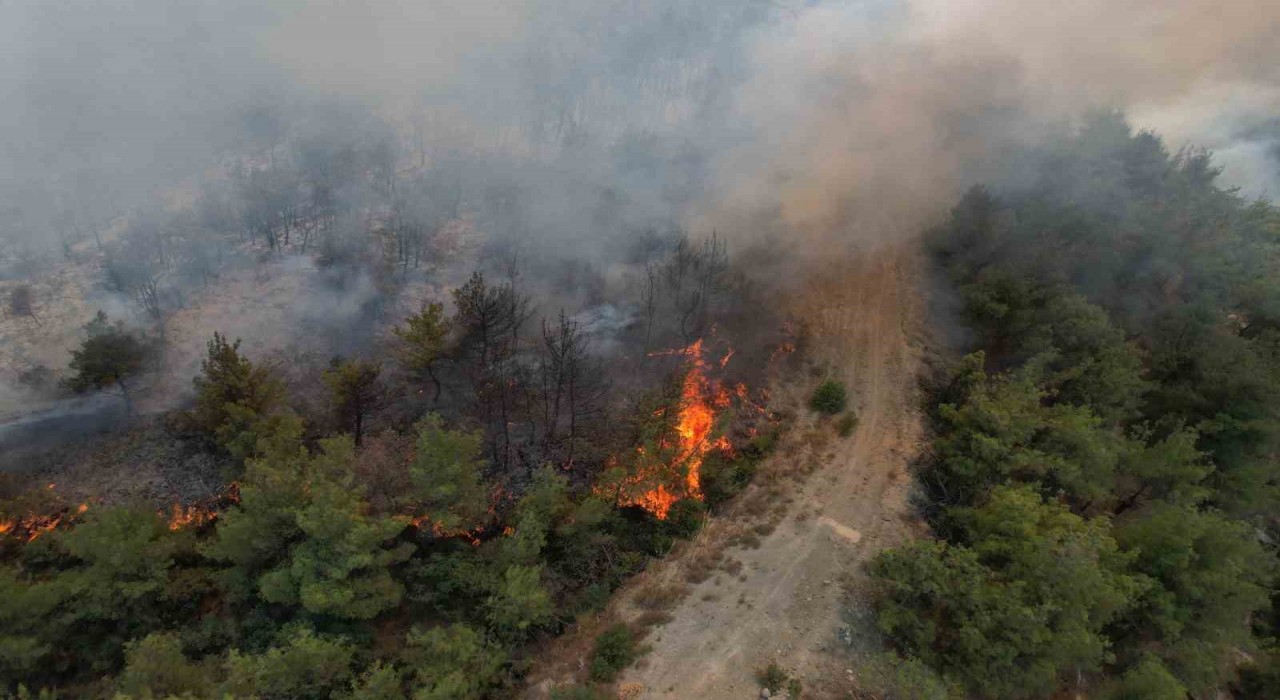 Sakaryada yangın 45 saattir sürüyor: Alevler zaman zaman yeniden yükseliyor