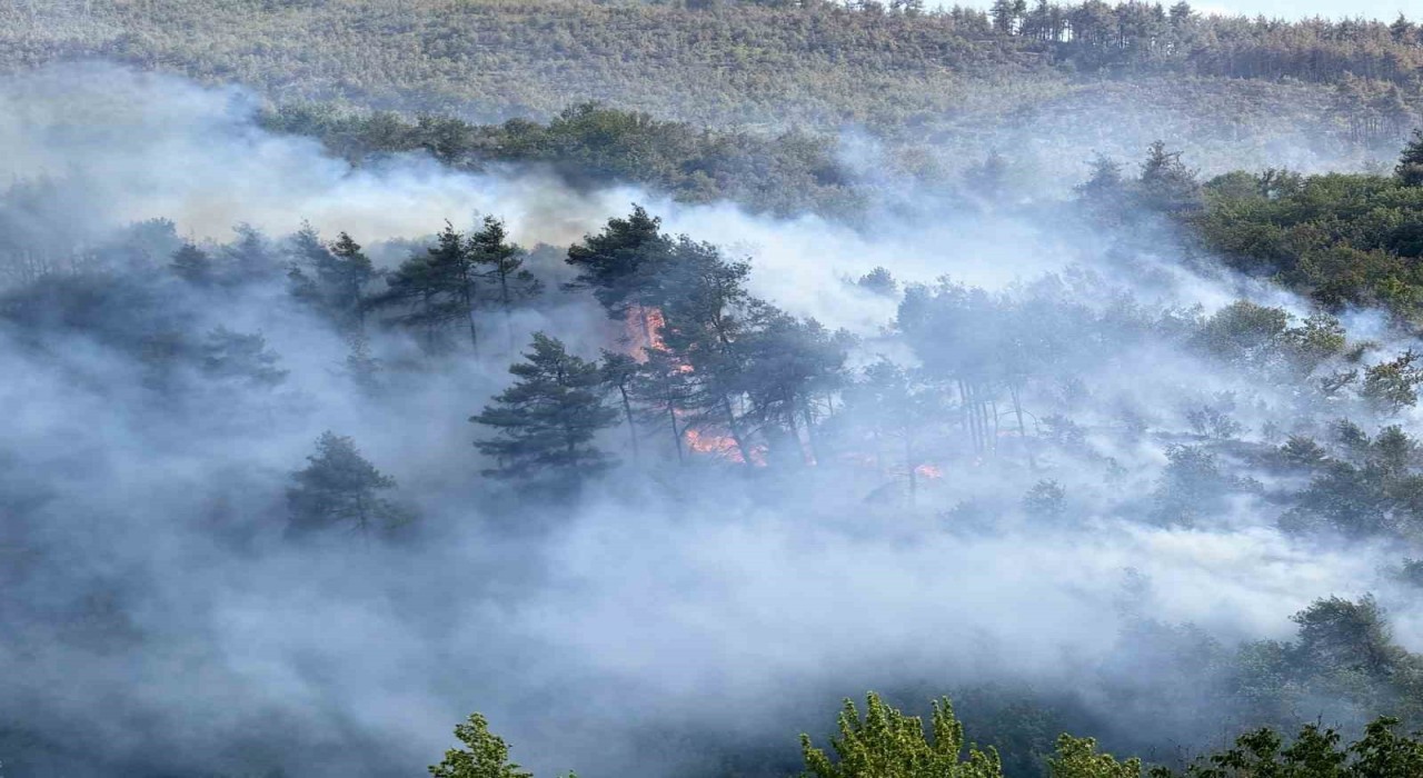 Sakaryadan, Bilecike sıçrayan yangının çıkış sebebi belli oldu