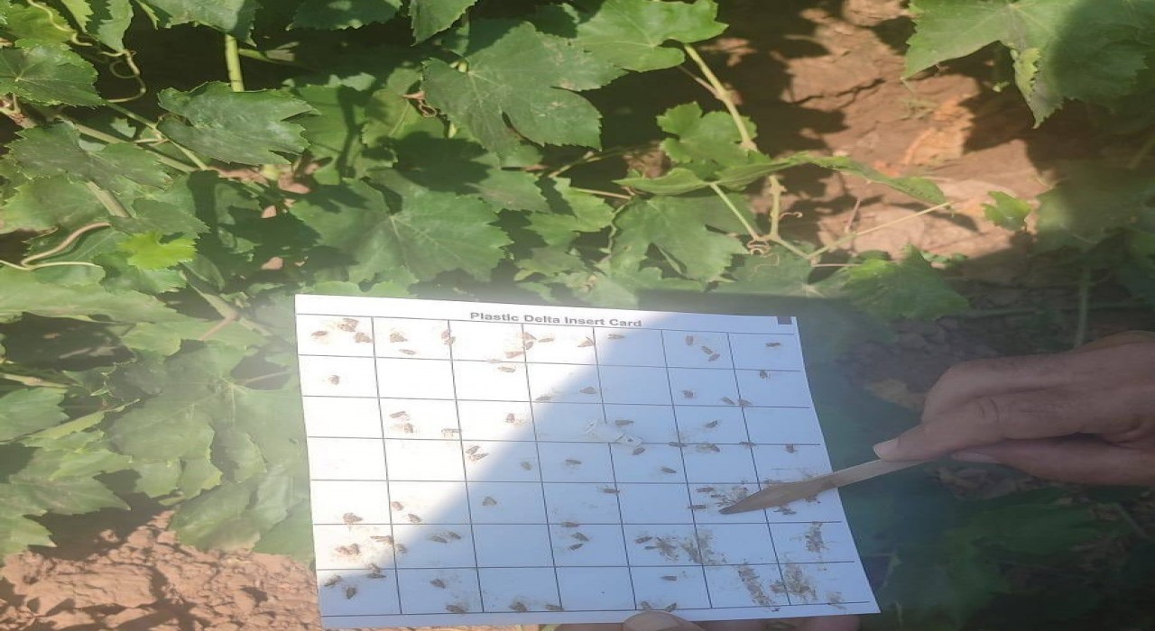 Salihlide bağcılara salkım güvesi ve unlu bit uyarısı