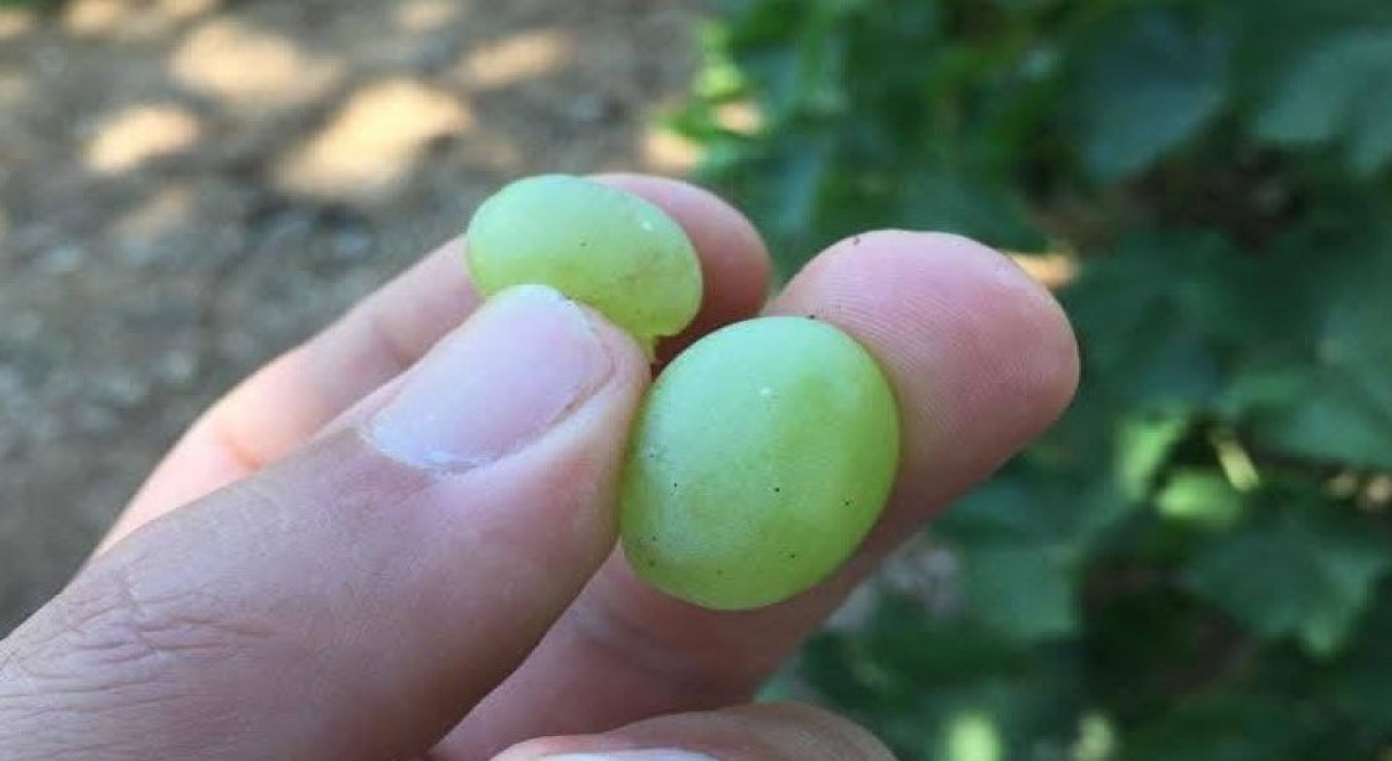 Salihlide üreticilere kritik uyarı! Salkım güvesi için ilaçlama zamanı