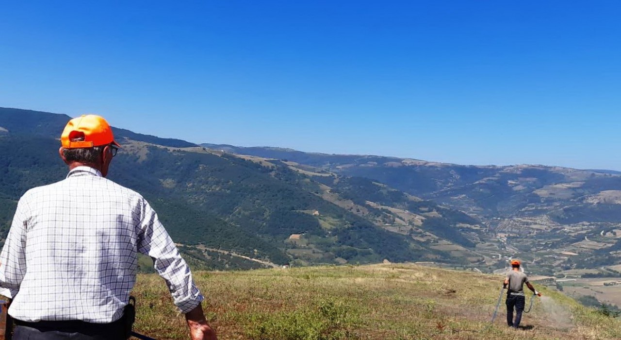 Samsun Canikte çekirge istilasına karşı devlet destekli ilaçlama