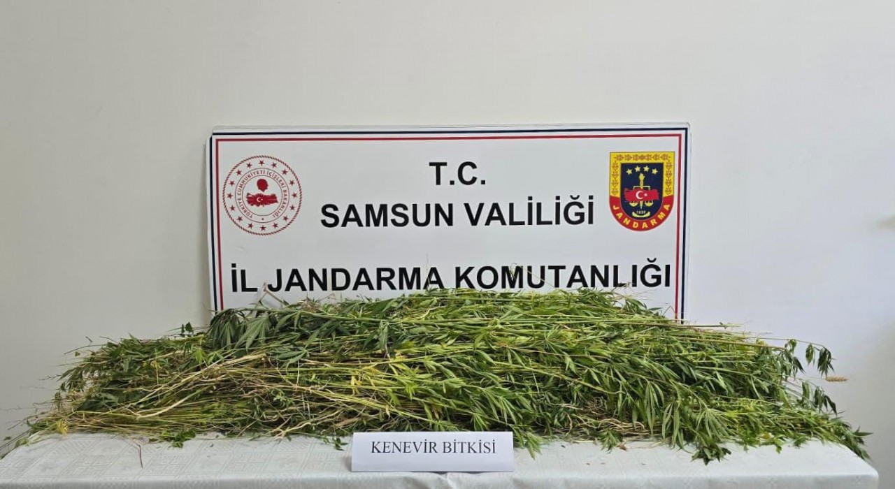 Samsunda 5 bin 608 kök kenevir bitkisi ele geçirildi