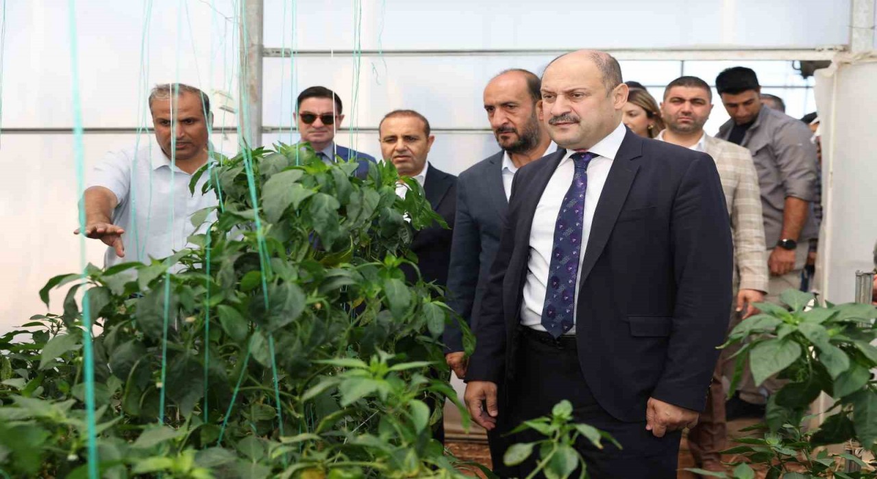 Şanlıurfa Büyükşehir Belediyesi Ata Tohumuna sahip çıkıyor