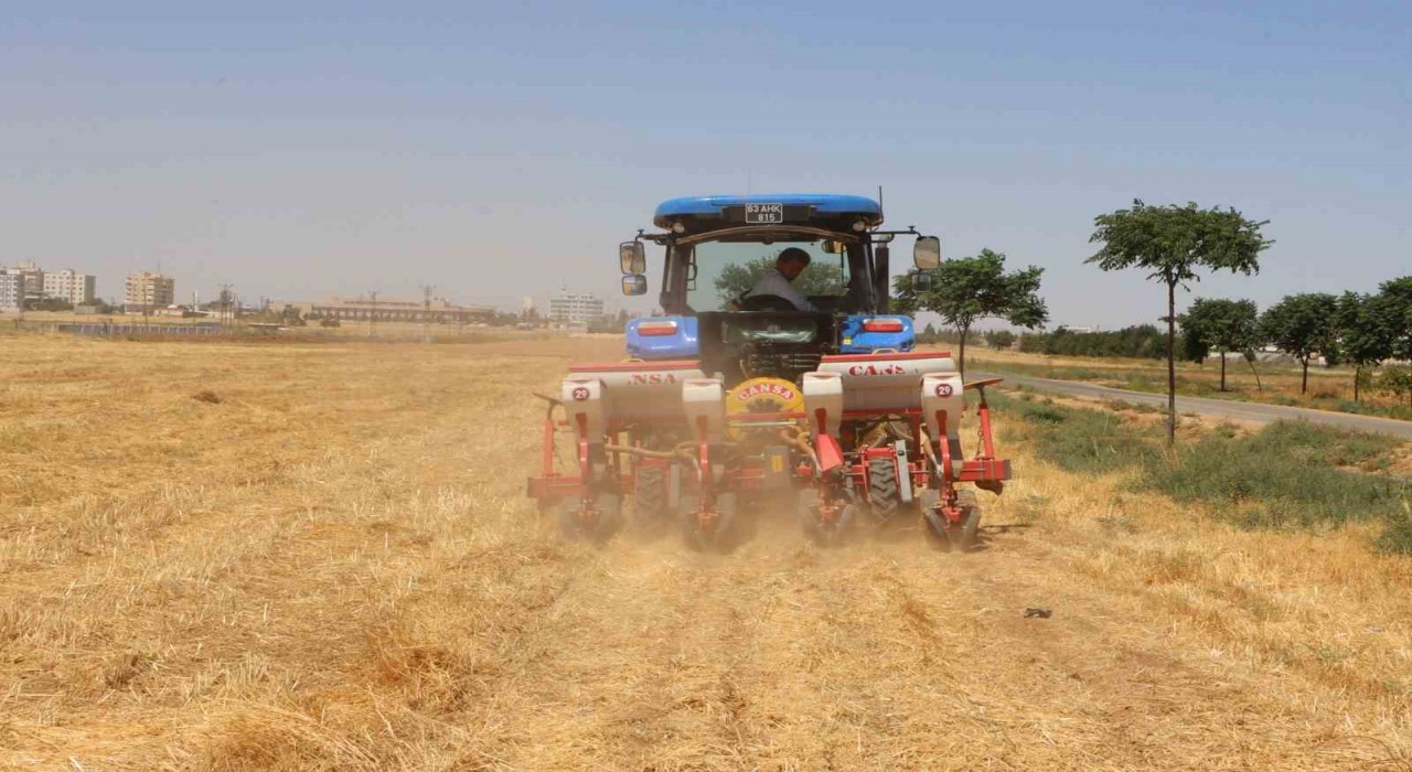 Şanlıurfada anıza doğrudan mısır ekildi