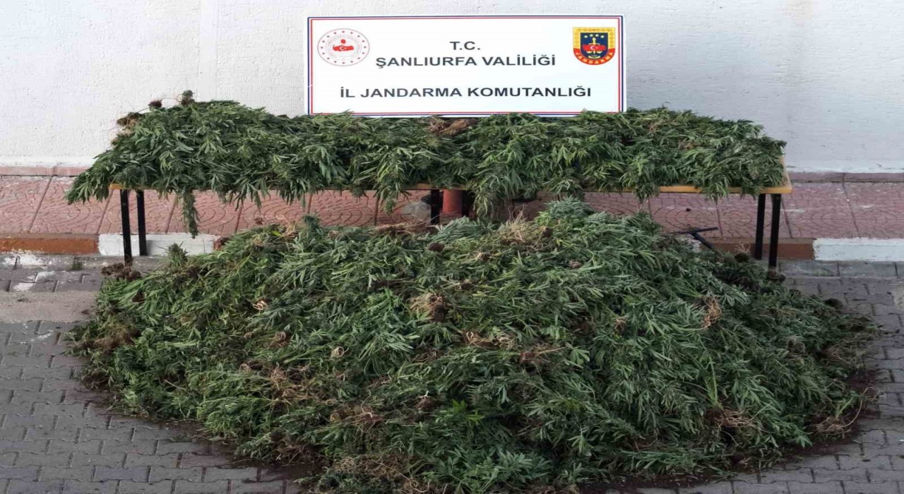 Şanlıurfada dron destekli uyuşturucu operasyonu: 9 gözaltı