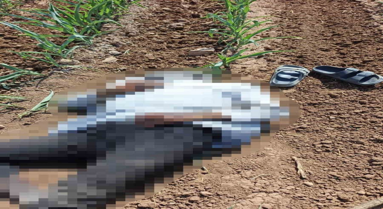 Şanlıurfada mısır tarlasında erkek cesedi bulundu