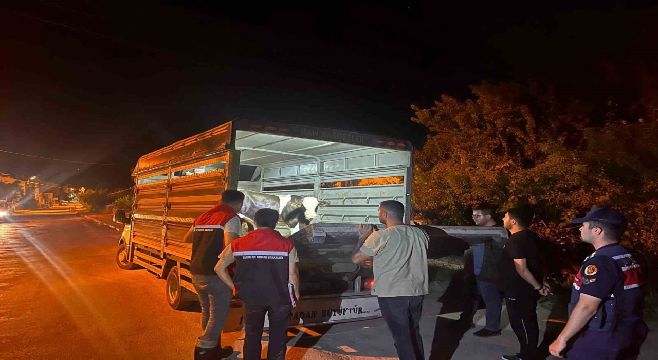 Şap hastalığı tedbirlerine uymadı 105 bin lira para cezası kesildi