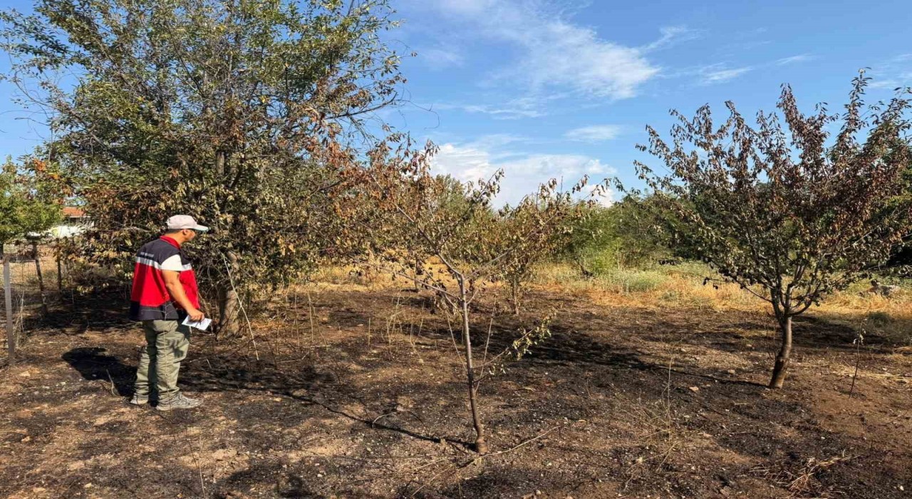 Şaphanede meyve bahçesindeki yangın sonrası hasar tespit çalışması
