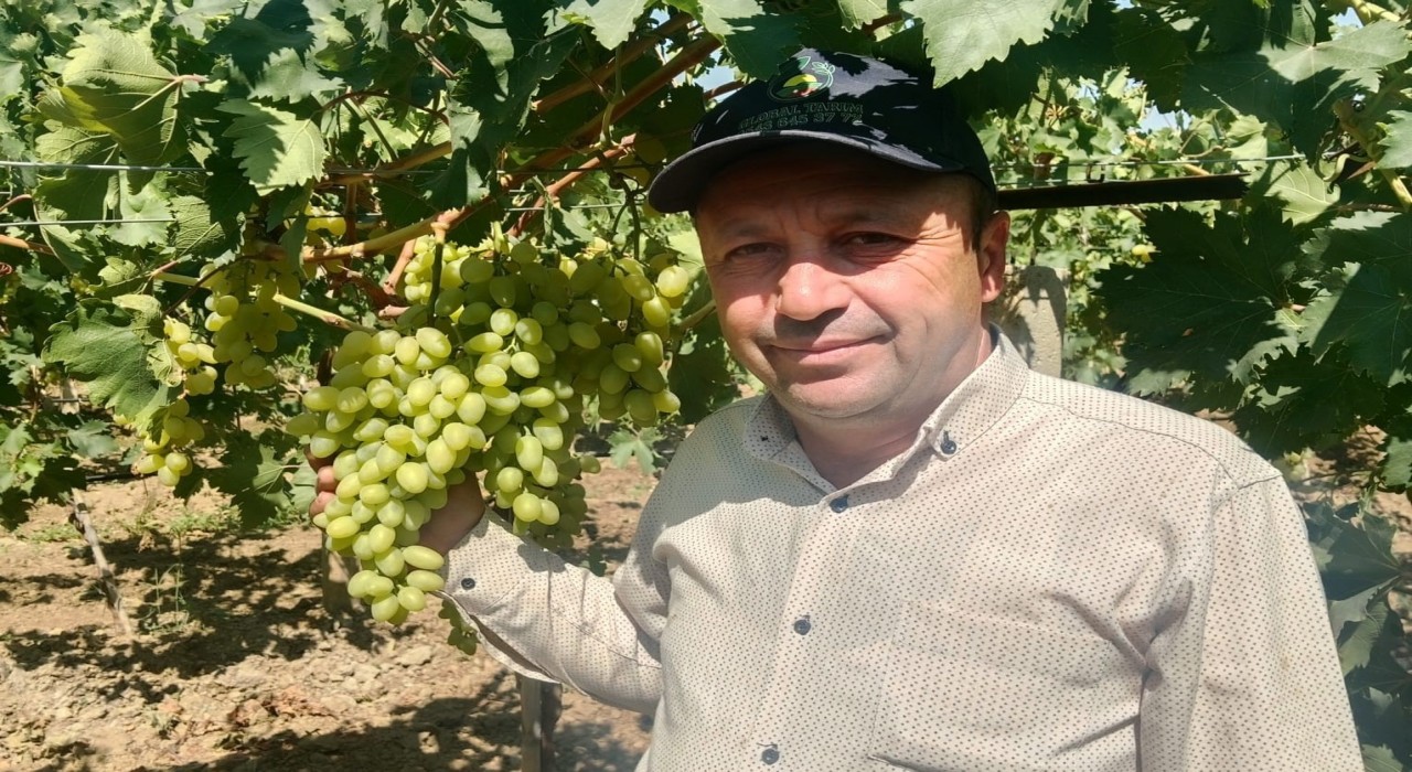 Sarıgöl Ovasında erkenci üzüm alımları başladı