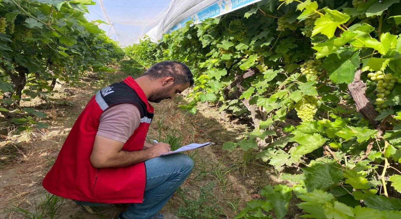 Sarıgölde 2025 yılı üzüm rekolte çalışmaları yapıldı