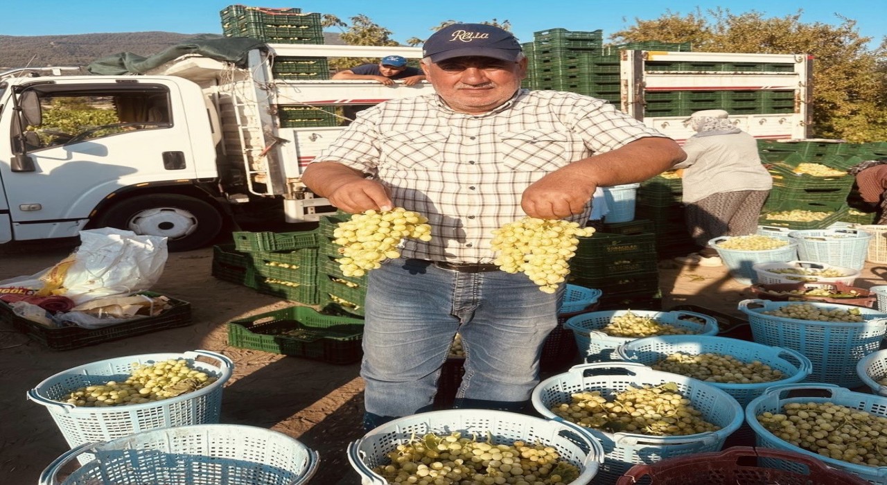 Sarıgölde erkenci üzümler hasat ediliyor