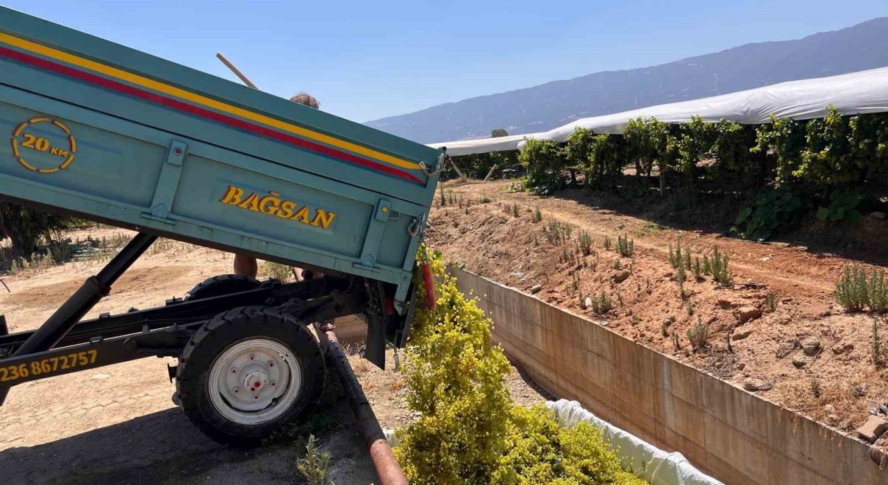 Sarıgölde şaraplık üzüm alımları başladı