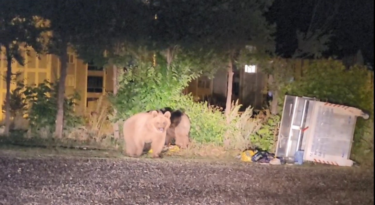 Sarıkamışta ayılar caddelerde cirit atıyor