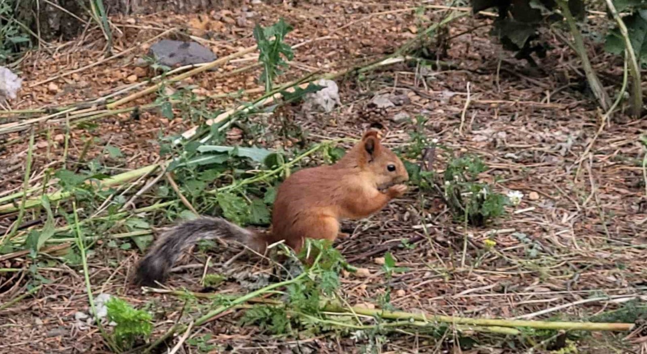 Sarıkamışta sevimli sincap cep telefonuyla kaydedildi