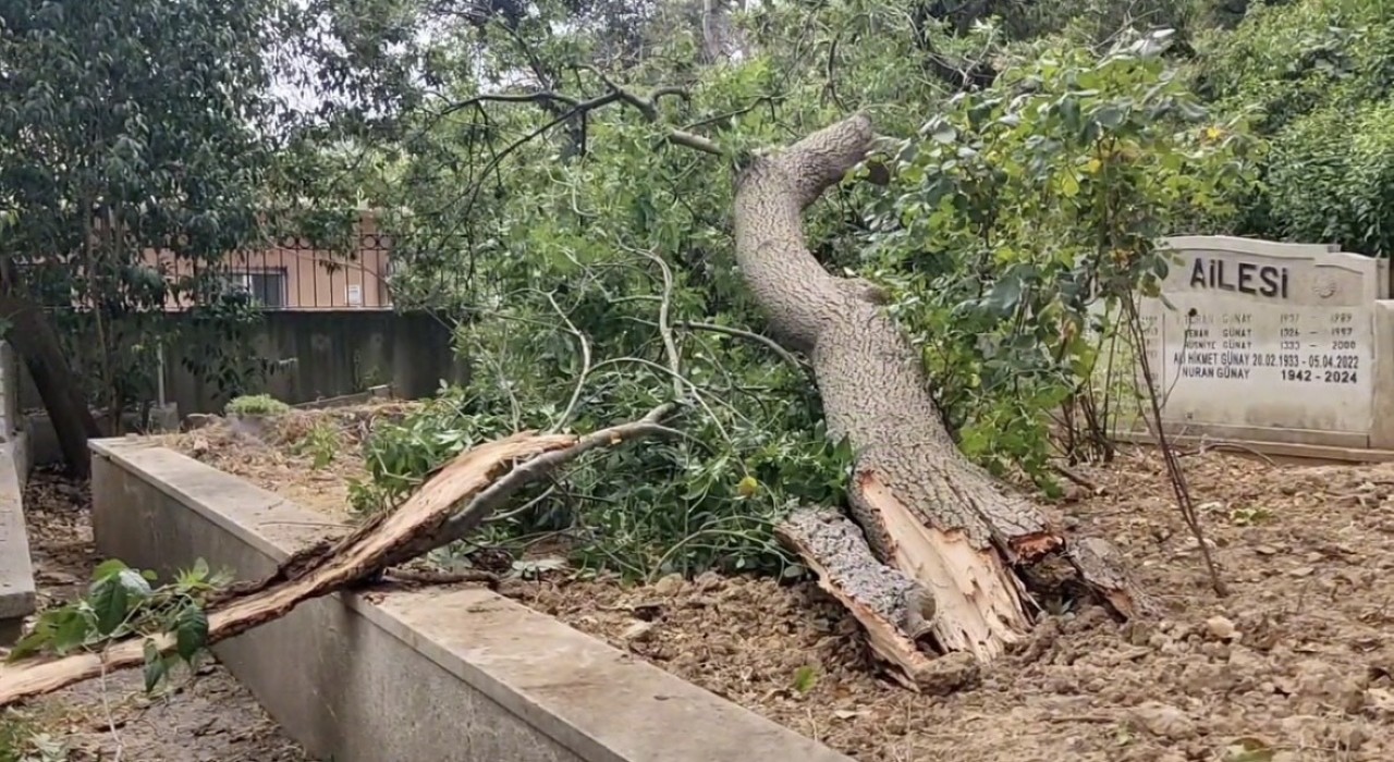 Sarıyerde yaş ağaç mezarlıkların üzerine devrildi