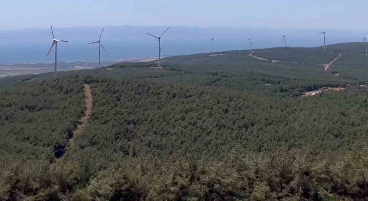 Şarköyde orman yangınında küle dönen alanın öncesi ve sonrası yürek burktu