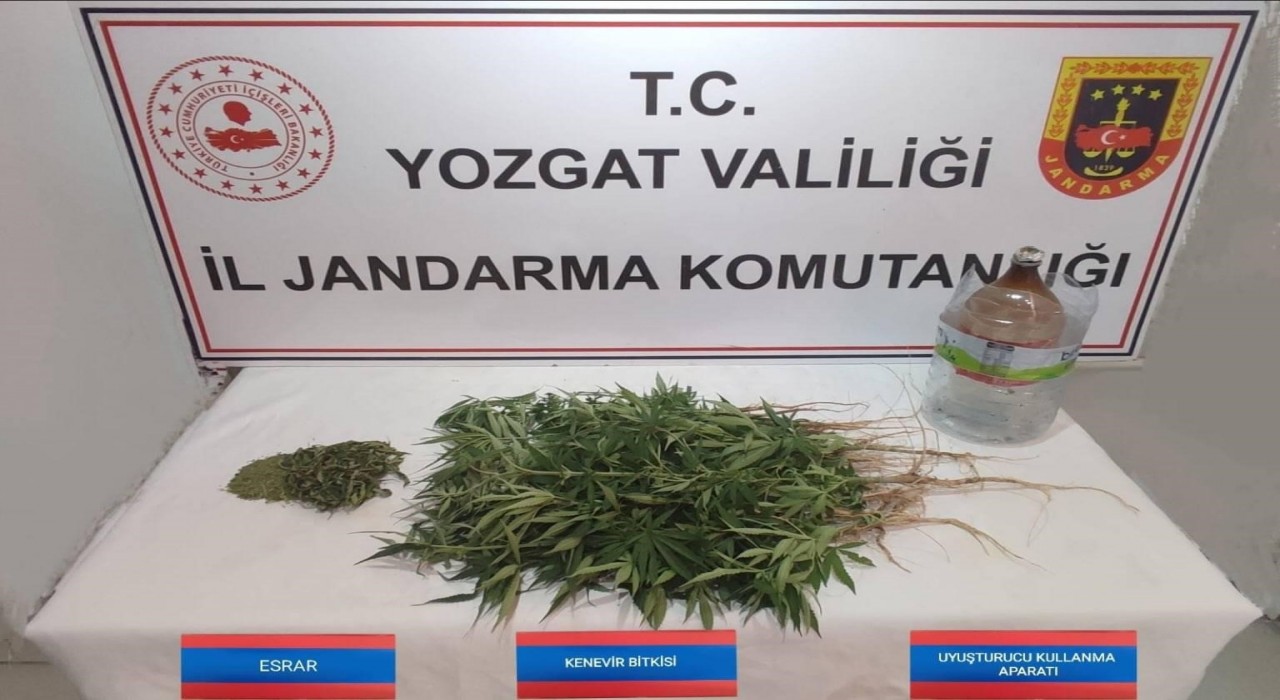 Şefaatlide 40 kök kenevir ele geçirildi