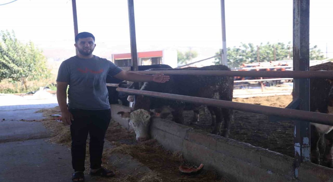 Sevkiyat sırasında firar eden ve 1 aydır haber alınamayan angusların sahibi: Bu cins hayvanlar aşırı hırçın oluyor, görenler kaçsınlar