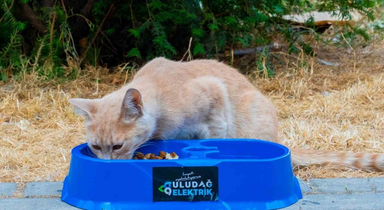Sıcak yaz günlerinde can dostlara destek