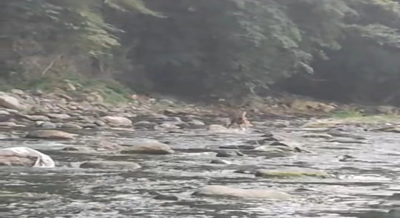 Sıcaktan bunalan karaca serinlemek için girdiği derede görüntülendi