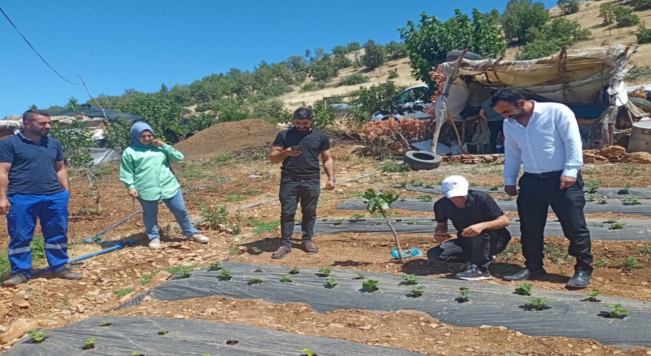 Siirtte bitkisel üretim alanlarında hastalık ve zararlı takibi sürüyor