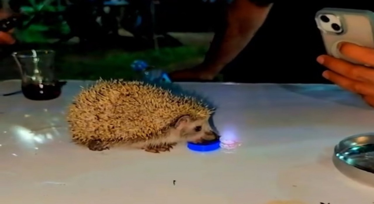 Siirtte susayan kirpiye vatandaşlar su içirdi