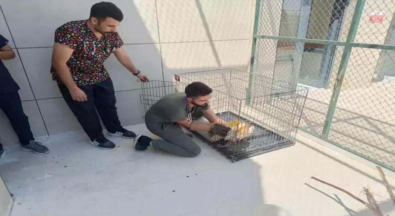 Siirtte yaralı kuşlar tedavilerinin ardından yaşam alanlarına bırakıldı