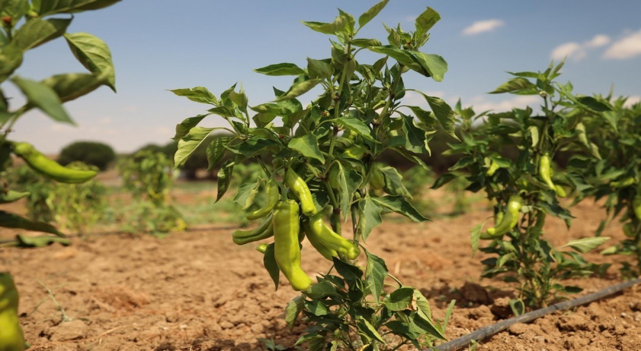 Silivri Belediyesinde yazlık sebze hasadı devam ediyor
