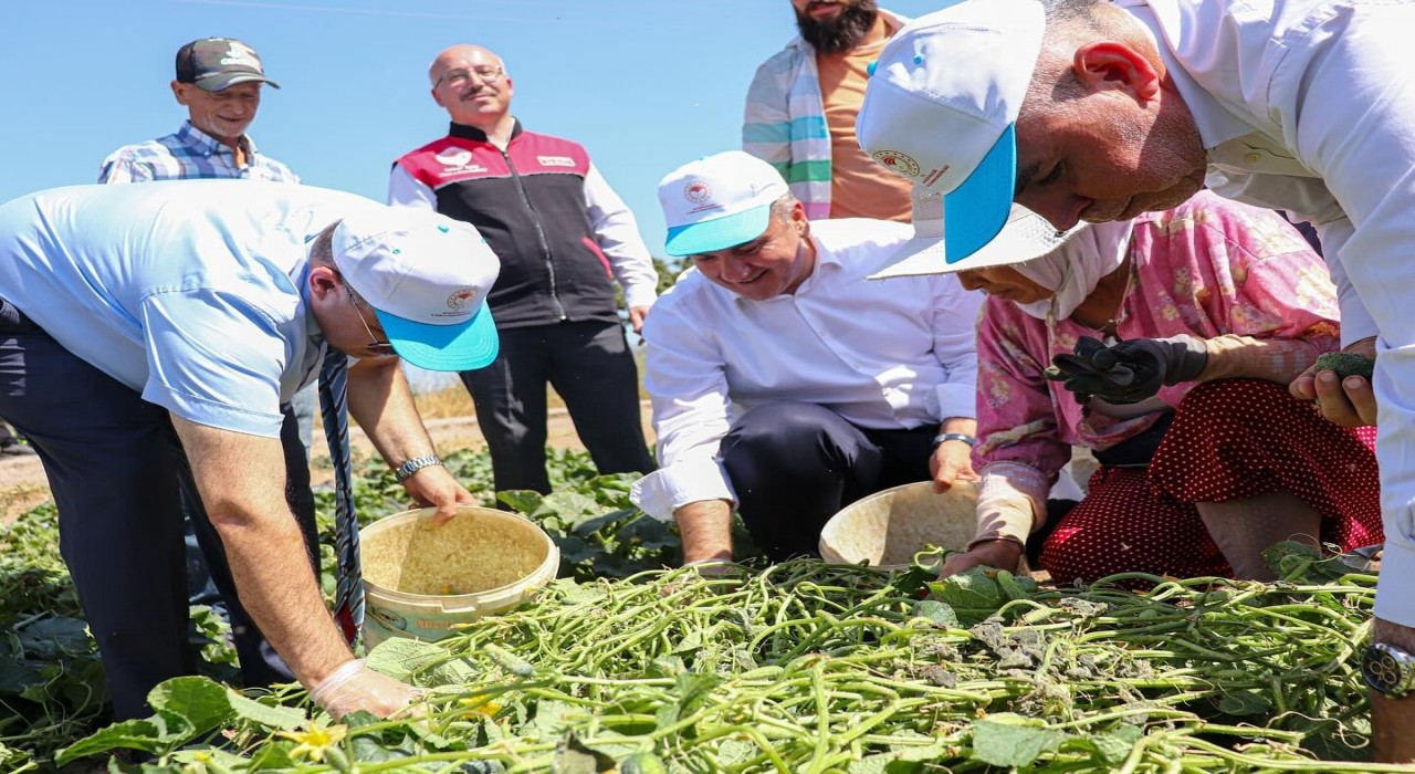 Sındırgıda Vali İsmail Ustaoğlu kornişon hasadına katıldı