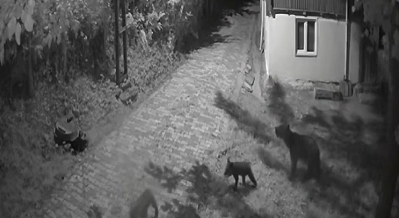 Sinopta anne ayı ve yavrularının dut yeme anları kamerada