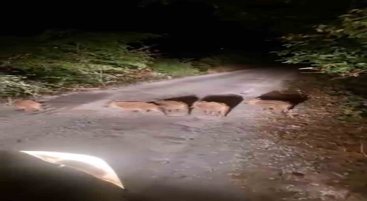 Sinopta domuzlar evlerin önüne kadar geldi