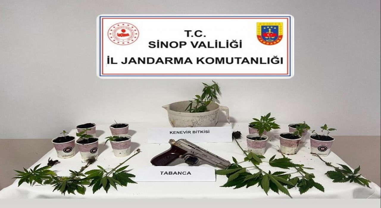 Sinopta jandarmadan kenevir operasyonu: 4 şüpheliye adli işlem
