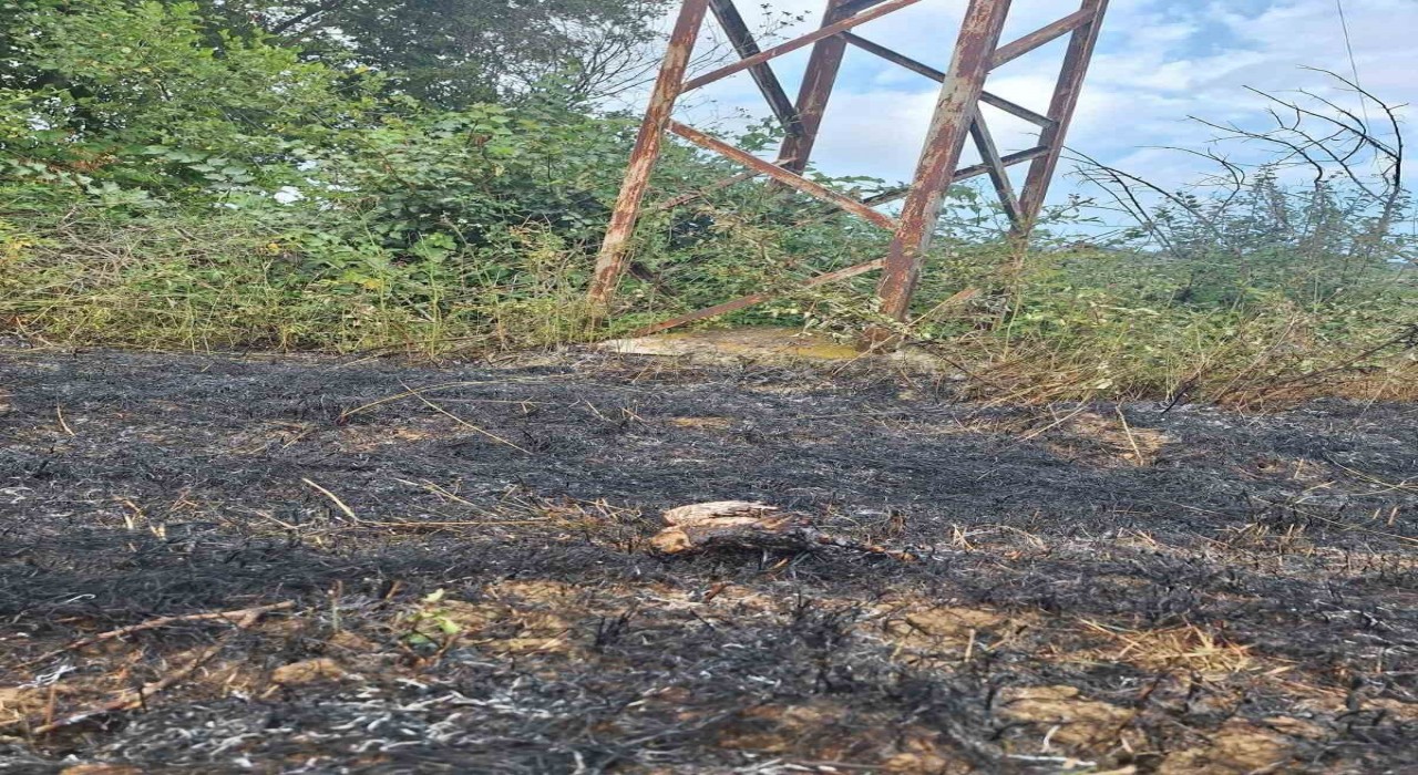 Sinopta yüksek gerilim hattına konan kuş yangına neden oldu