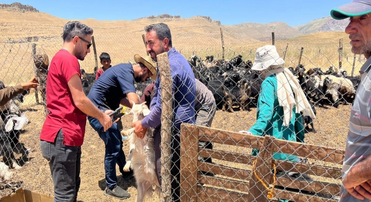 Şırnakta küçükbaş hayvanların küpe ve aşıları yapıldı