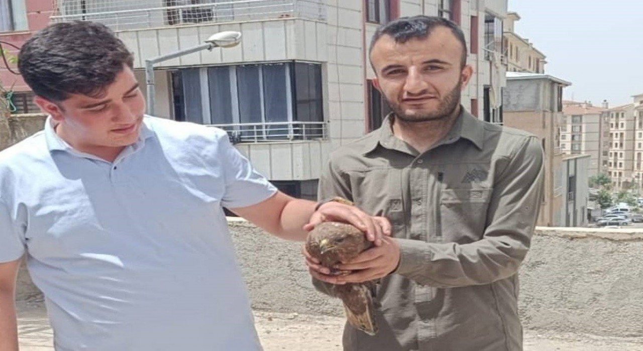 Şırnakta yaralı şahinler tedavi altına alındı