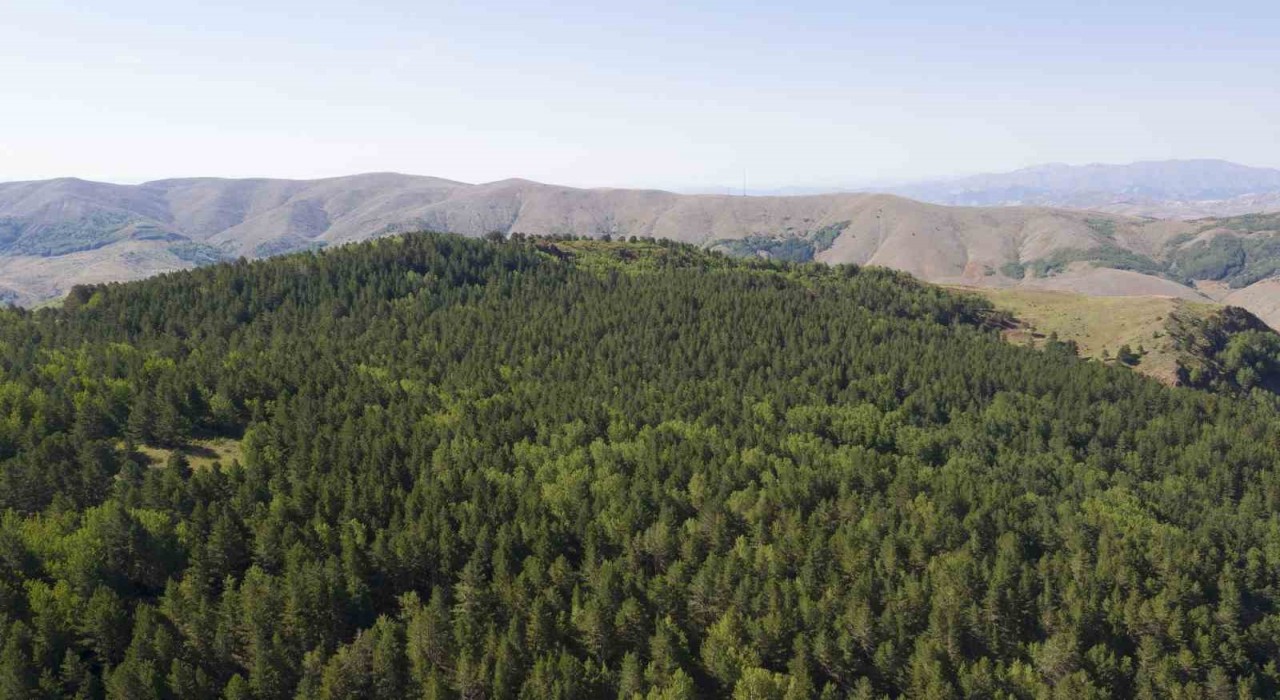 Sivasta ormanlara giriş yasaklandı